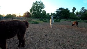 Rural farm animals livestock at sunset Spring in England Rutland UK. Sheep shire horses donkeys alpacas  evening light agriculture farming green fields HDR 4K - Powered by Shutterstock - Get 15% off with code: PIKWIZARD15