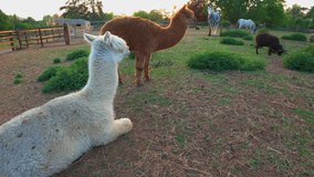 Rural farm animals livestock at sunset Spring in England Rutland UK. Sheep shire horses donkeys alpacas  evening light agriculture farming green fields HDR 4K - Powered by Shutterstock - Get 15% off with code: PIKWIZARD15