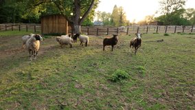 Rural farm animals livestock at sunset Spring in England Rutland UK. Sheep shire horses donkeys alpacas  evening light agriculture farming green fields HDR 4K - Powered by Shutterstock - Get 15% off with code: PIKWIZARD15