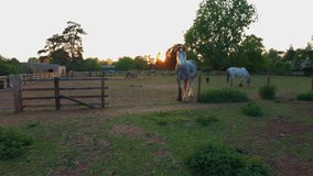 Rural farm animals livestock at sunset Spring in England Rutland UK. Sheep shire horses donkeys alpacas  evening light agriculture farming green fields HDR 4K - Powered by Shutterstock - Get 15% off with code: PIKWIZARD15