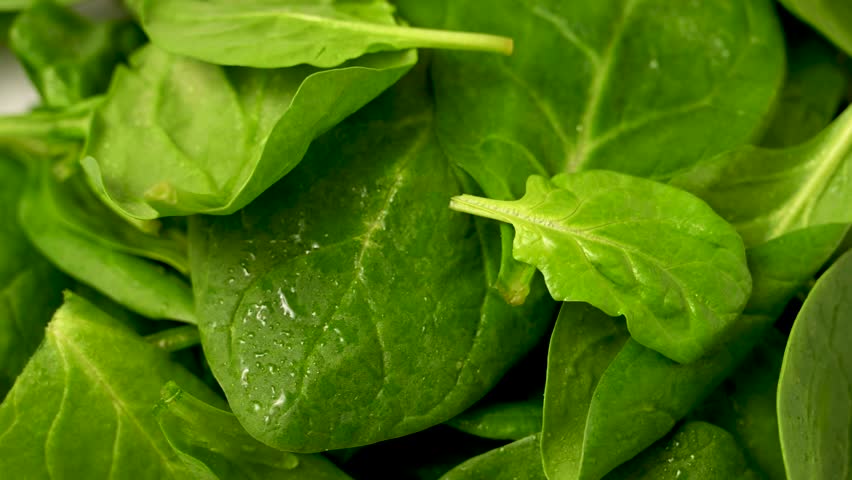 Fresh spinach green leaves close up. Healthy food. Salad leaves