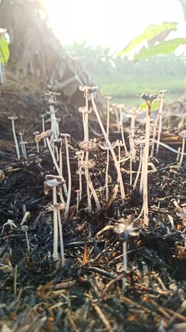 mushrooms growing on straw piles in rice fields