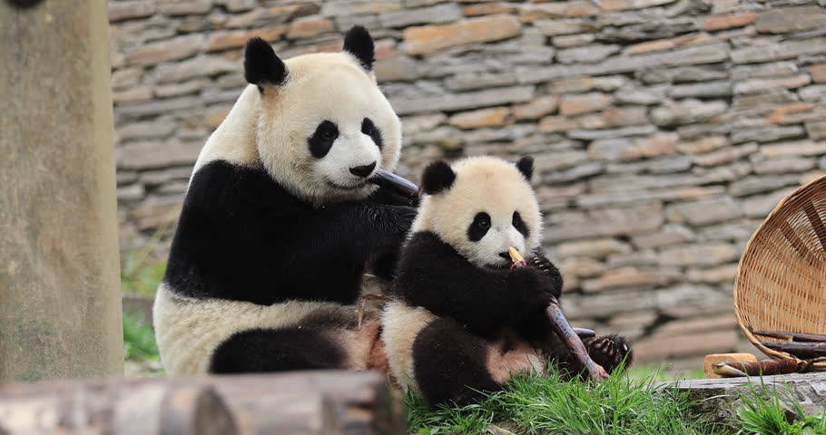 Mother giant panda with a kid eating bamboo shoots in the zoo