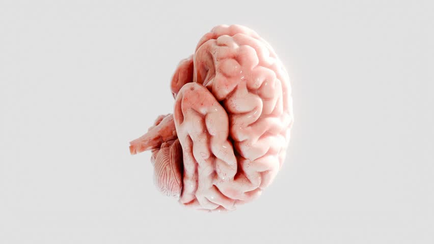 Human brain isolated on white background. 3D render of anatomical brain model with realistic texture and lighting. Neuroscience, thinking, and intelligence concept.