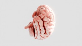 Human brain isolated on white background. 3D render of anatomical brain model with realistic texture and lighting. Neuroscience, thinking, and intelligence concept. - Powered by Shutterstock - Get 15% off with code: PIKWIZARD15