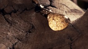 Macro slow motion shot of a large clear resin drop gliding across a tree trunk in cinematic backlight. Highlights natural textures and the organic movement of sap in nature. - Powered by Shutterstock - Get 15% off with code: PIKWIZARD15