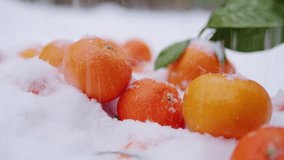 Winter orange tangerine mandarine in the winter snow, christmas new year mood, close up of fruits in snow park.  - Powered by Shutterstock - Get 15% off with code: PIKWIZARD15