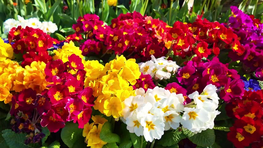 Vibrant multicolored primrose flowers gently swaying in the wind, yellow, red, white, purple, sunny garden, ideal for spring, nature background. Close-up