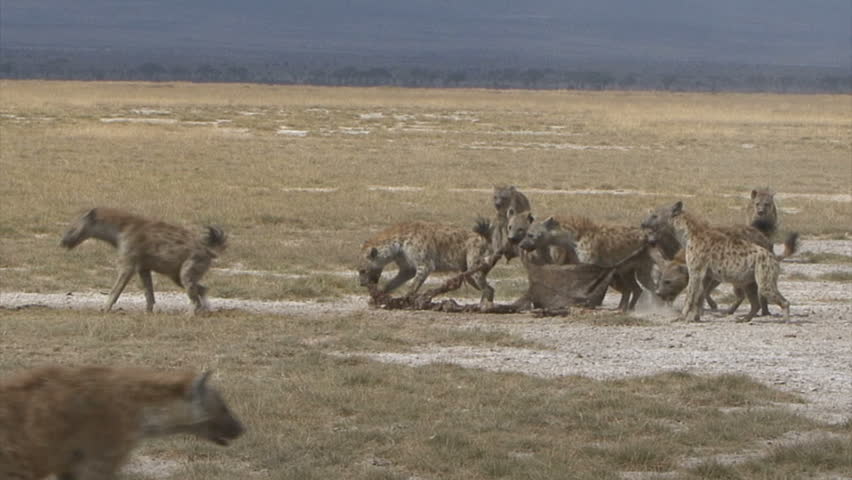 A Hyena Pack is aggressive over a Wildebeest skin in Amboseli National Park -