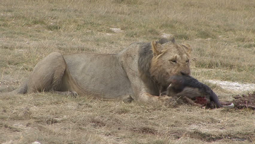 A Lion feeds on a wildebeest skull in Amboseli National Park - Kenya, Africa. 