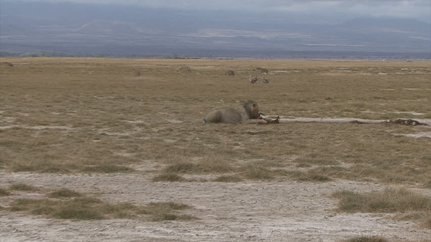 A scenic shot of a hyena pack approaching a feeding lion with zoom into him in