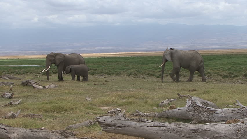 An Elephant mother and her calf move away from a bull in Amboseli, Kenya,