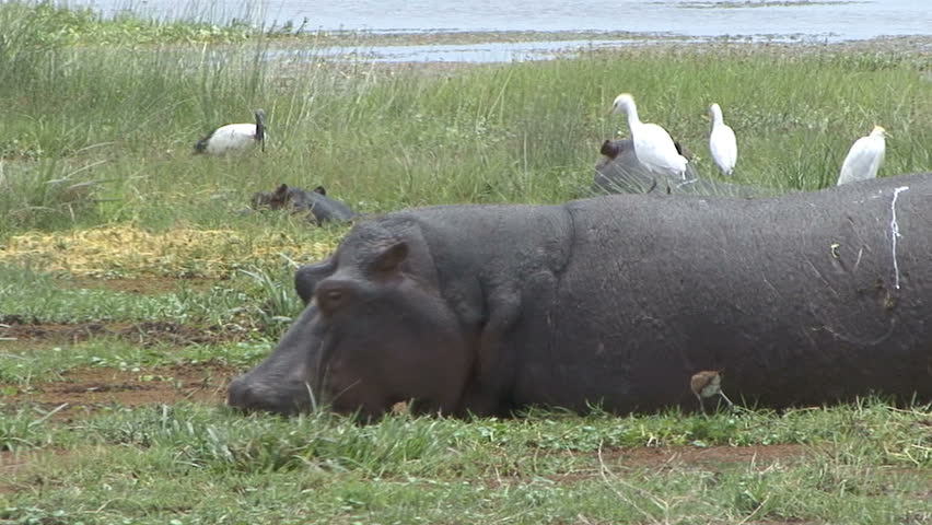 Hippos eat and spend time with the birds of Masai Mara Kenya, Africa.   