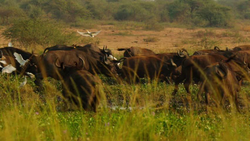 Herd of African buffalo (Syncerus caffer) charges through golden savannah grass as cattle egrets (Bubulcus ibis) take flight above them in dramatic slow motion capture on the savannah in Uganda