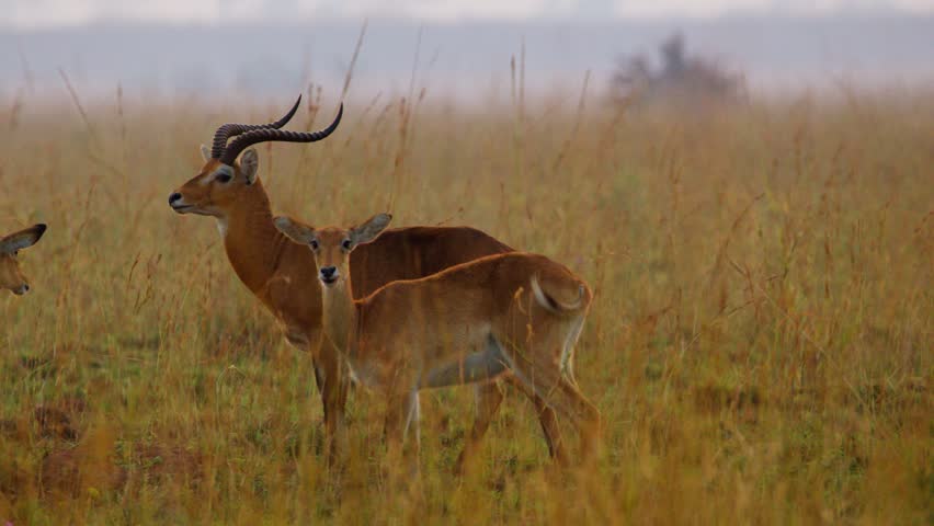 Uganda kobs (Kobus kob thomasi) graze and stand alert in tall golden savanna grass at first light, ears pricked scanning surroundings near acacia trees within a protected game reserve under dawn glow