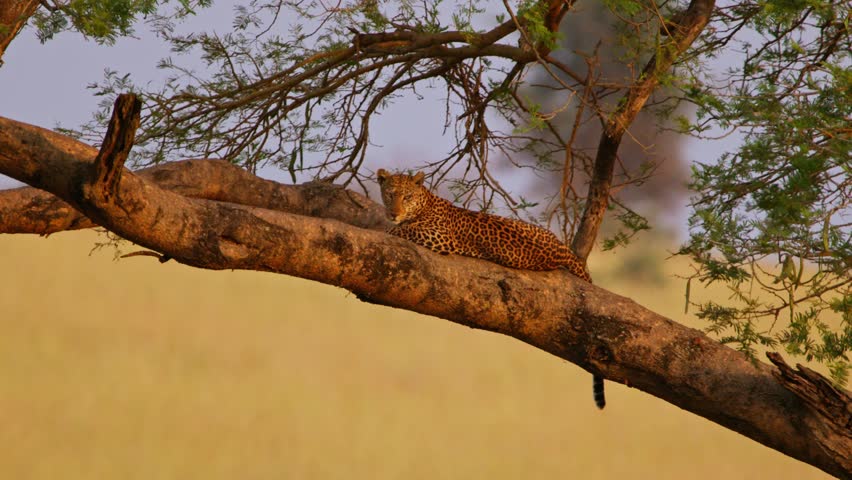 Leopard, Panthera pardus perches high on an acacia branch at dawn scanning golden savanna grasslands for unsuspecting prey in a protected Ugandan game reserve under soft morning light gazing still.