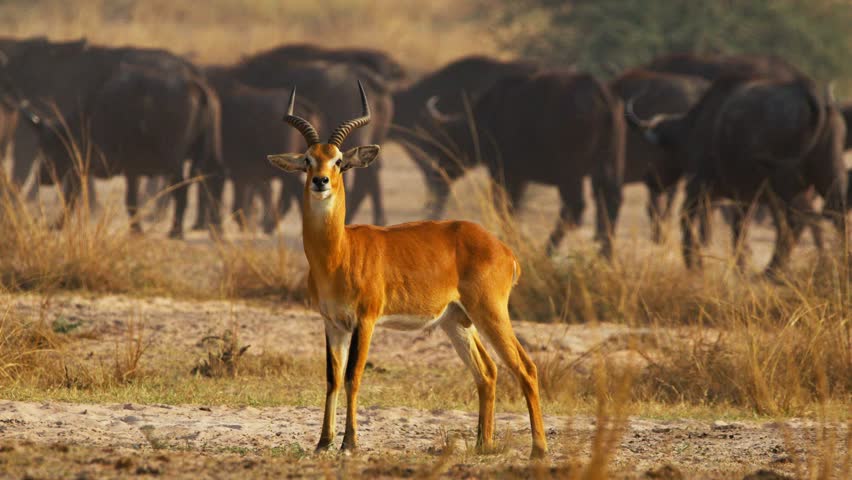 Uganda kob (Kobus kob thomasi) stands alert as a herd of African buffalo (Syncerus caffer) grazes golden savanna grass at dawn in a protected game reserve in Uganda plains wildlife scene at dawn light