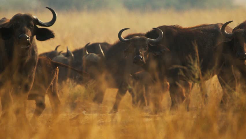 Buffalo Syncerus caffer herd grazes golden dawn savanna grass in a protected Uganda reserve as calves nuzzle mothers and ears scan acacia plains framed by soft morning light in wild reserve plains.