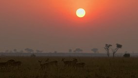 Uganda kobs Kobus kob thomasi herd grazes golden savannah grass under a glowing orange sun low on the horizon in Murchison Falls National Park Uganda silhouettes of acacia trees lining distant plains - Powered by Shutterstock - Get 15% off with code: PIKWIZARD15