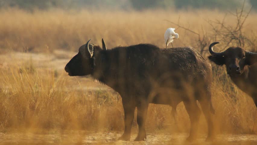 An African buffalo (Syncerus caffer) grazes in tall golden savanna grass as a cattle egret (Bubulcus ibis) perches on its back at sunrise in Uganda amid acacia floodplains at dawn, static camera shot