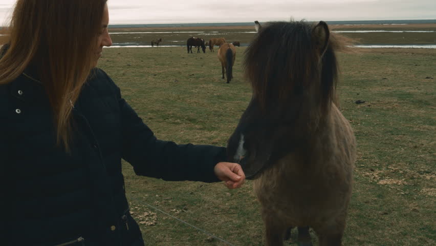 Slow motion video of a woman feeding an icelandic horse in a field, with other horses in the background