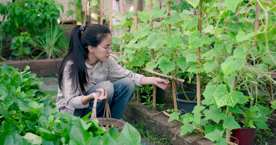 Asian woman gardener squatting next to vegetable trellis carefully inspecting green leafy plants, holding wicker basket, organic farming in home backyard, sustainable living lifestyle, peaceful garden