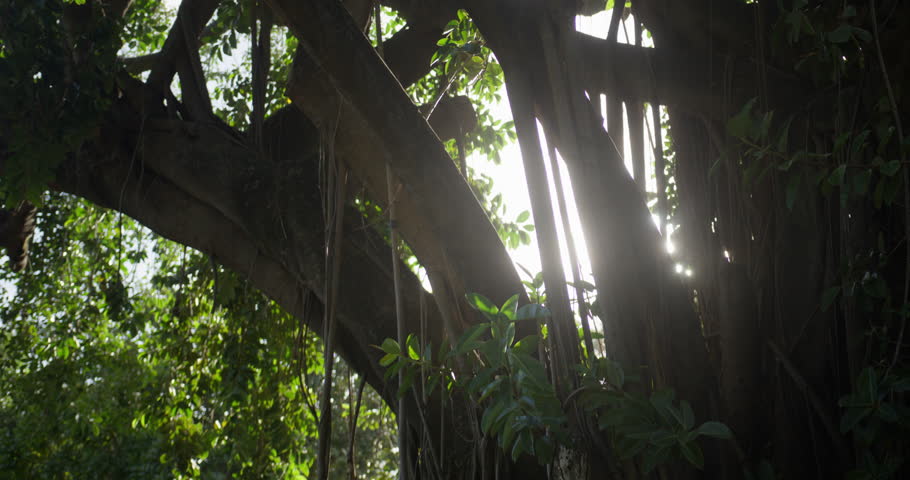 Stunning aerial and ground footage of Cabarete and Punta Cana beaches in the Dominican Republic. Turquoise waters, swaying palms, and white sand capture the essence of a Caribbean tropical paradise.