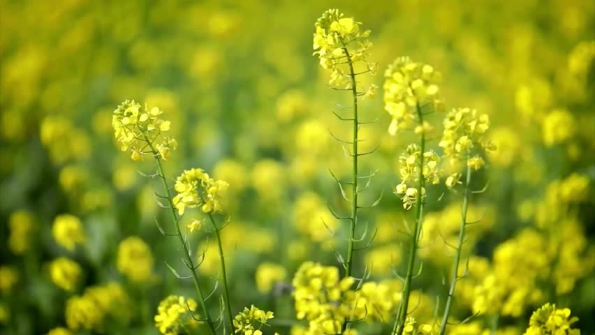 Vibrant Yellow Mustard Flower Field in Bloom