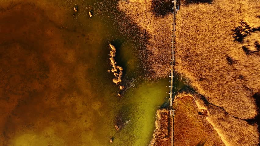 Golden reedbeds surround Kaņiera Lake trail as drone glides above marsh path