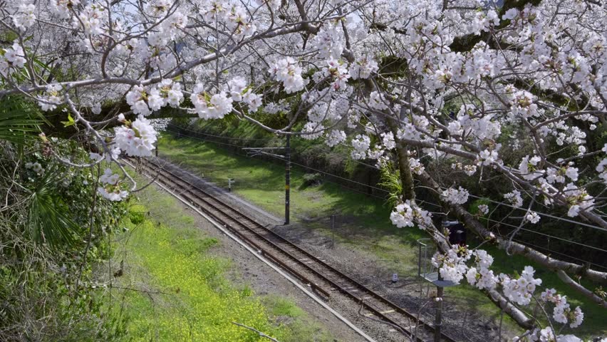 Incredible slow motion scenery of train in Japan running through Sakura cherry blossoms