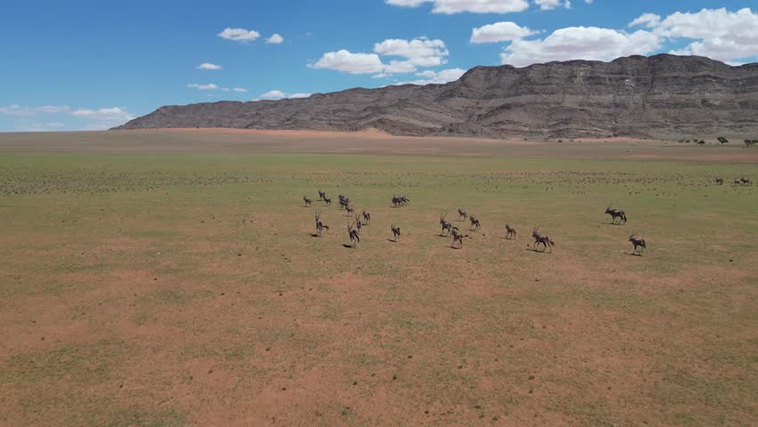 A drone scenery of an Oryx Herd running in a wide arid pasture with mountain and clear sky in the background in Namibia