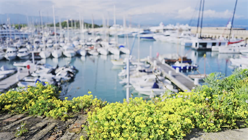 Close up of small flowers with a view of the boats docked in the Antibes harbour in the background