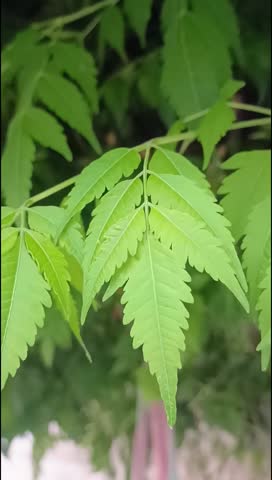 Closeup of Neem leaves looking very fresh 