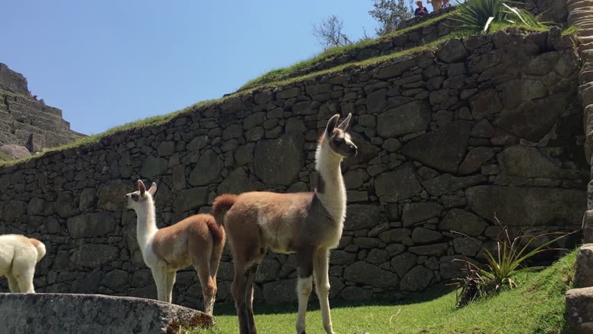 A group of fluffy baby alpacas grazing on the lush green grass at Machu Picchu, Peru
