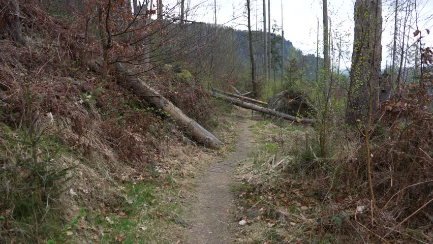 Exploring a nature trail surrounded by fallen trees and lush greenery. Moving camera show hiking trail in forest. Adventure, tourism concept.