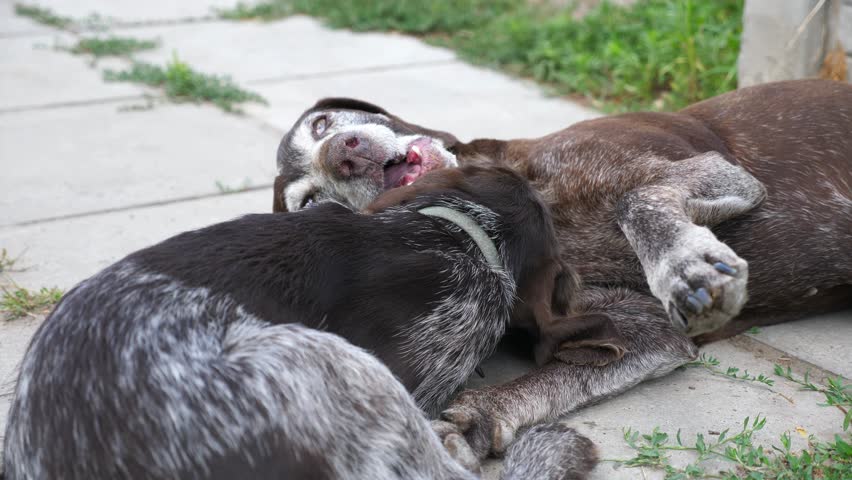 Pretty german shorthaired and wirehaired pointer dogs playing with each other in home yard. Cute brown kurzhaar and drahthaar doggy having fun in house courtyard. Concept of love for animals. Slow mo