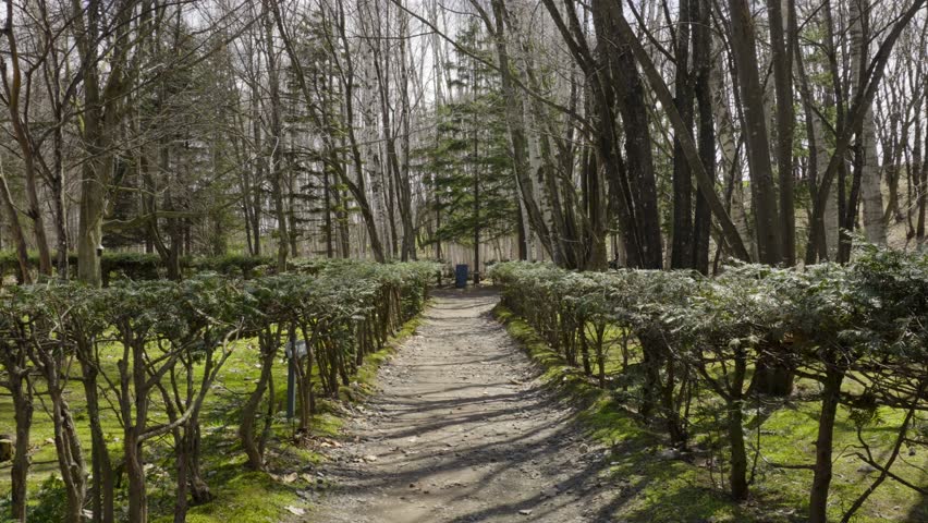 A serene walkway in the middle of a forest, with small trees lining both sides. The path is surrounded by lush greenery, offering a peaceful, natural atmosphere, inviting visitors to explore the beaut