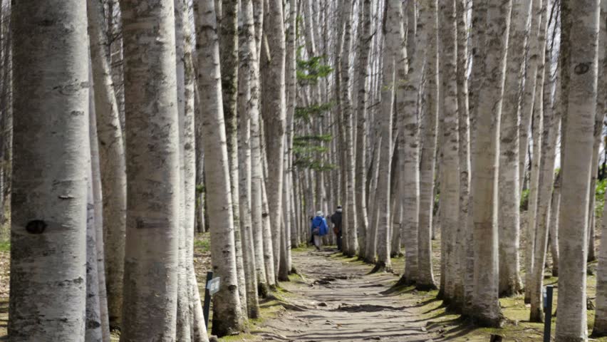 A row of straight white birch trees standing tall in Biei, Hokkaido, Japan. The evenly spaced trees create a symmetrical, tranquil forest landscape, showcasing the beauty of Japan’s natural woodlands.