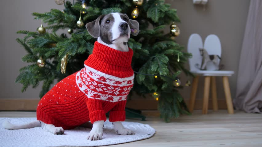 Lovely dog wearing a red christmas sweater sitting near a decorated christmas tree, looking around curiously, creating a warm and festive holiday atmosphere