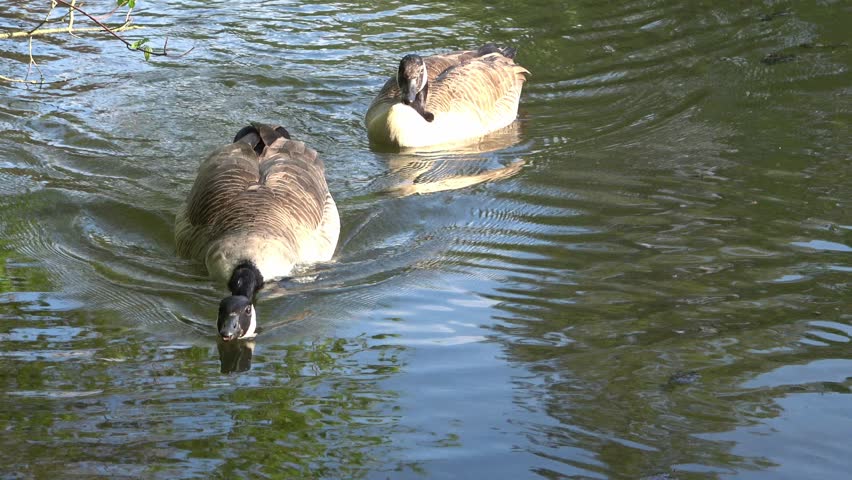 couple of canadian wild geese (Branta canadensis) swimming noise on a lake near Düsseldorf, Germany