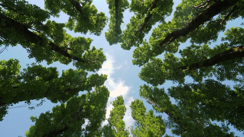 Looking Up Through Poplars, Timelapse Perspective