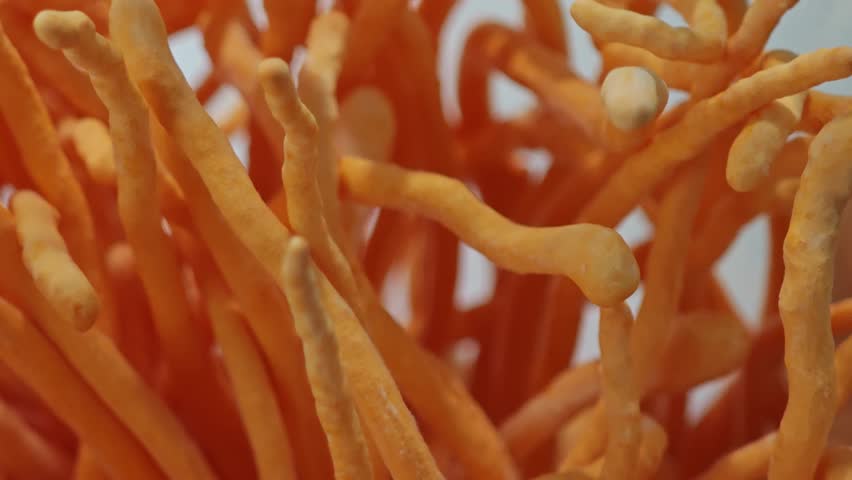 Fresh Cordyceps on a background