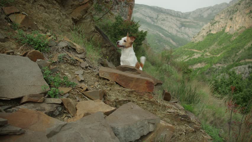 The Jack Russell Terrier dog walks up a rugged path surrounded by stones and low bushes. Its body is partially turned toward the camera.