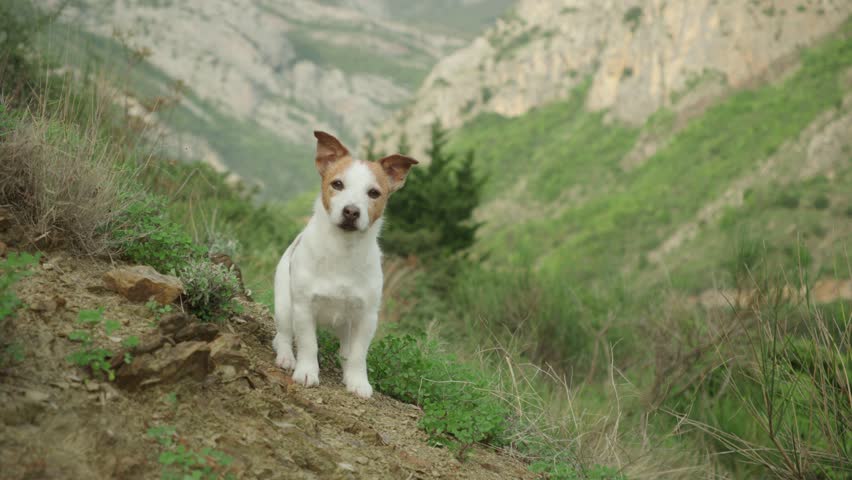 The Jack Russell Terrier dog walks cautiously through a narrow patch of earth and dry plants near steep mountain walls. It appears observant and slow.