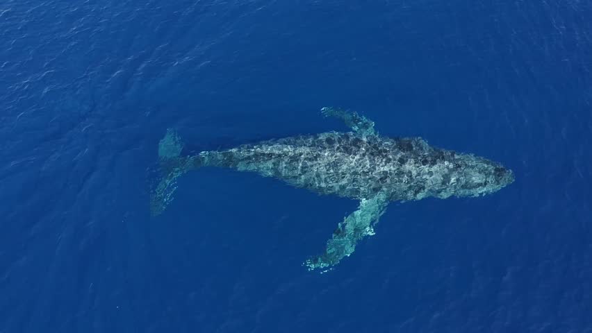4K CGI aerial footage of humpback whale fin slapping in Hawaii—ideal for showcasing stunning marine behavior, ocean wildlife, and conservation themes.