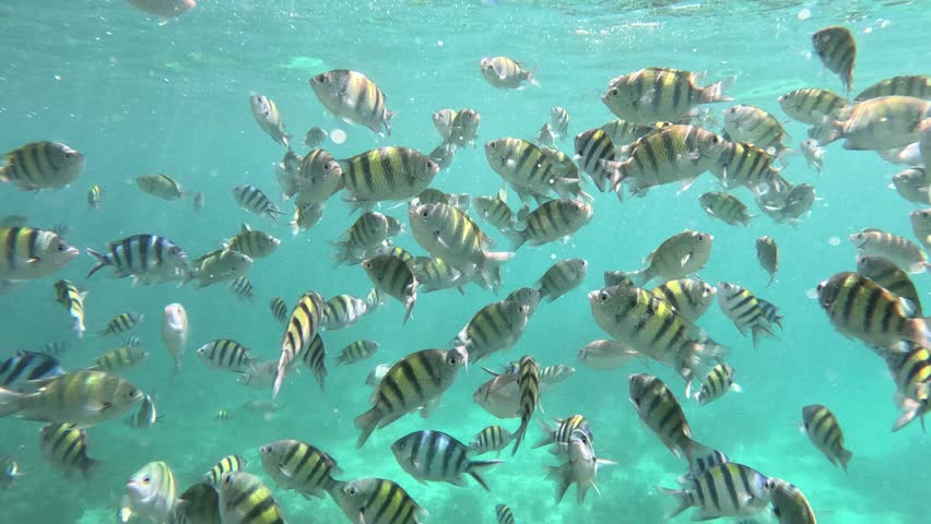 Huge Shoal of the Indo Pacific Sergeant Fish at a Coral Reef near Bantayan Island, Cebu, Philippines