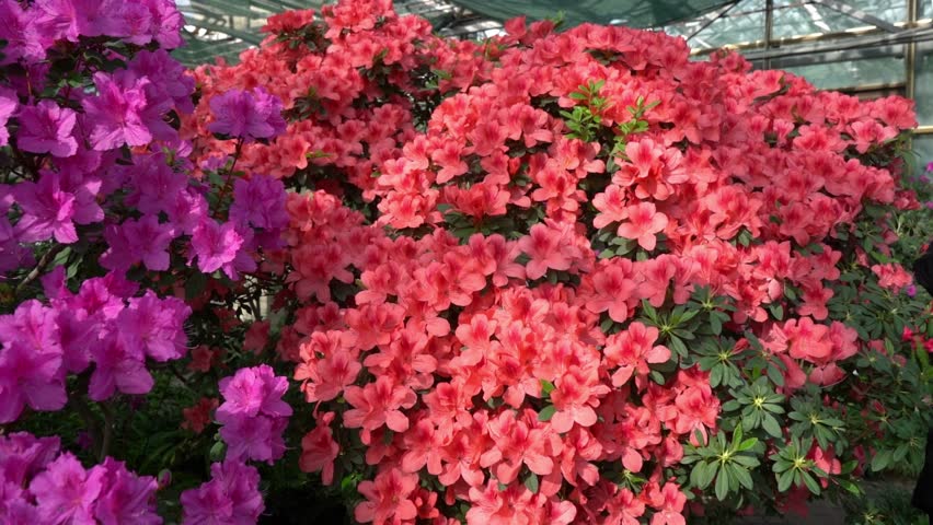 Azalea bud flower. Rhododendron plant in garden. Flora