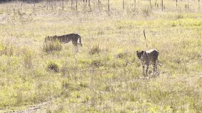 Cheetah gracefully walking through sunlit grassland with natural elegance. Wild animal - Powered by Shutterstock - Get 15% off with code: PIKWIZARD15