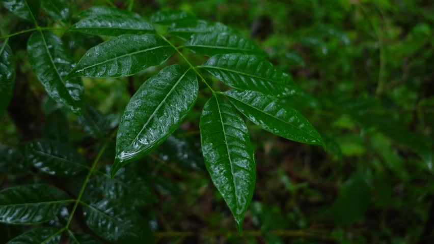 Rain in the Forest. Close up of Raindrops are falling on green leaf while raining in the forest.
