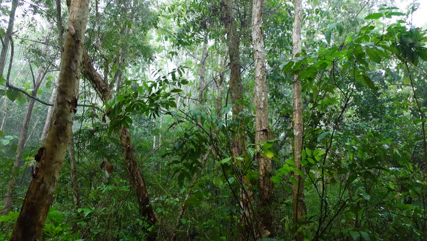 Heavy rain in the Forest. Tropical forests during the rainy season, wet forests. Raining day in tropical forest